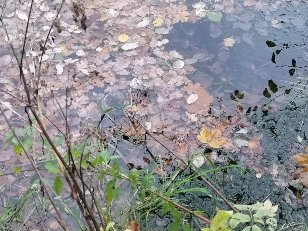 Herbstmeditation